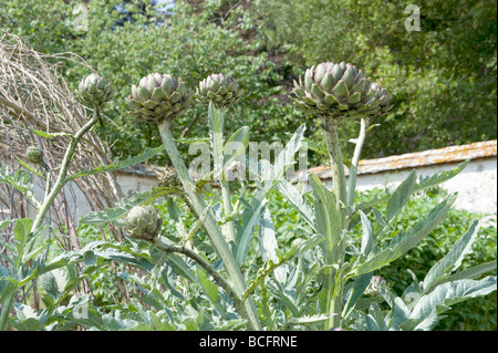 Asteraceae/compositae Cynara scolymus `Globe Artichoke` Stock Photo